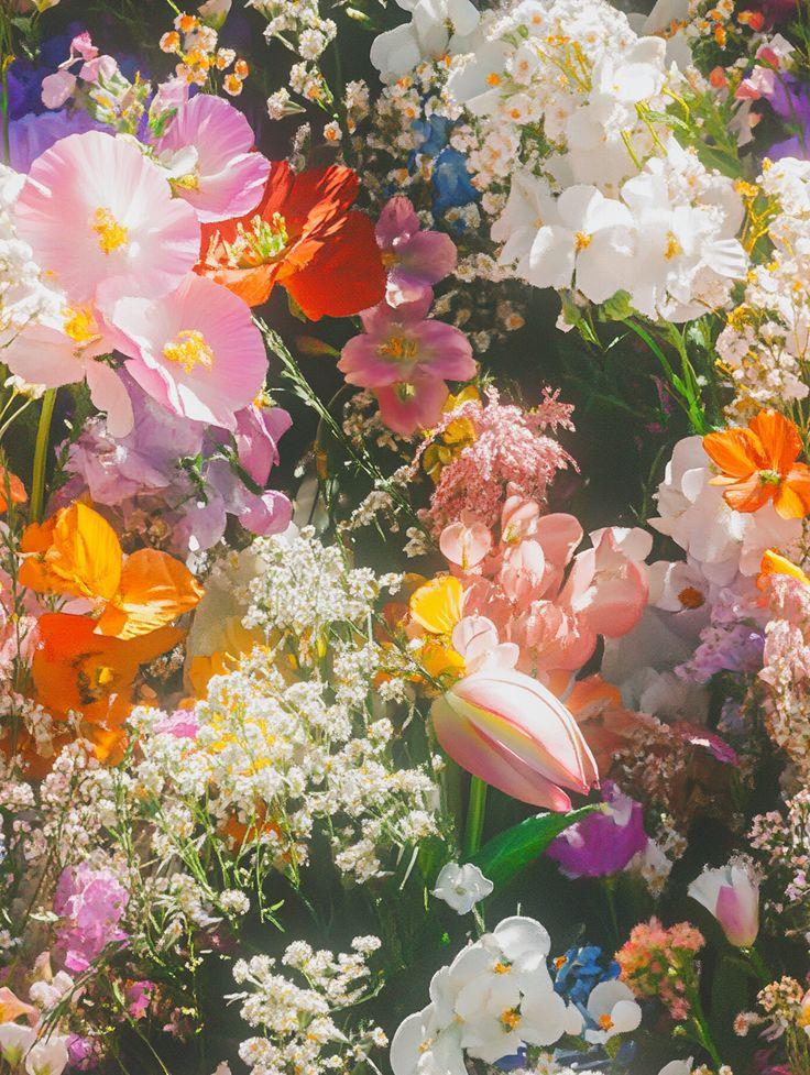 Starlight Serenade Exotic Flora Mixture